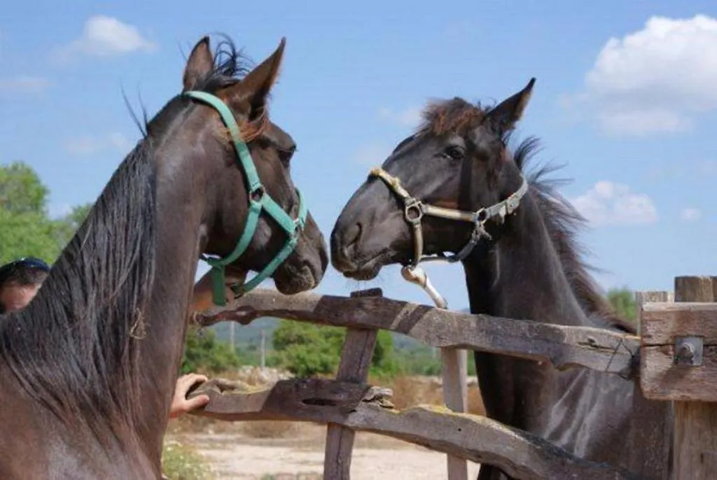 Agroturismo Finca Son Sala Guest House Campos Country house Campos (Mallorca)